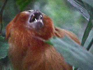 screaming primate